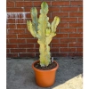 Kaktus Euphorbia ingens marmorata 100 cm