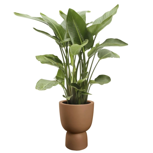 Amber Coupe Round 35/49 karmelowa stylowa donica do salonu