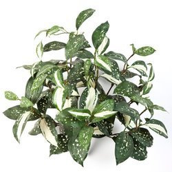 Sztuczna Kordylina 40 cm Bush x9