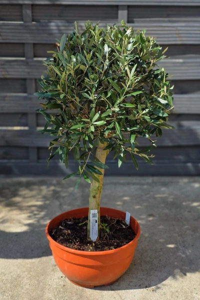 Drzewko oliwne 90 cm w płaskiej doniczce