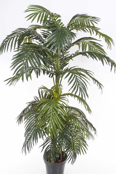 Sztuczna palma Areka 170 cm rozpiętość 145 cm