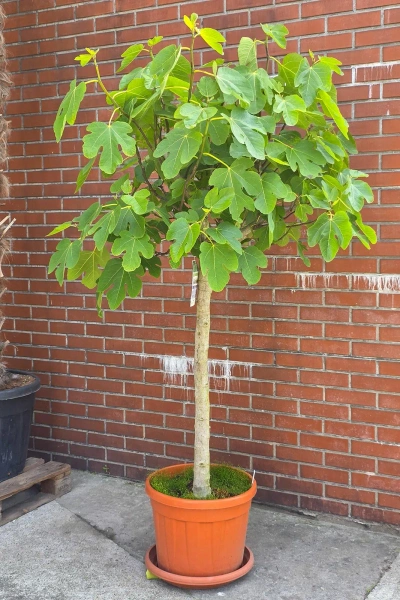 Ficus carica figa drzewko 210 cm
