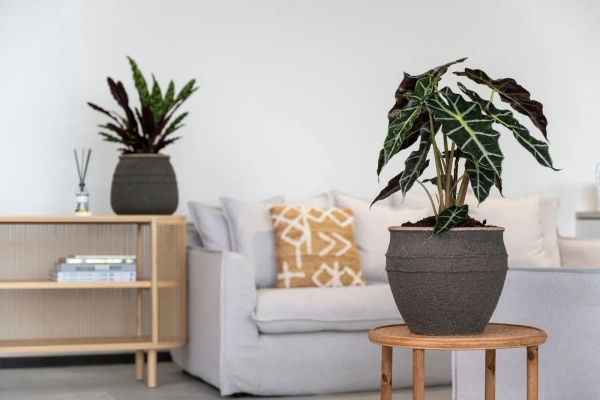 Poseidon M 52/47 śródziemnomorska kamienna donica umber brown