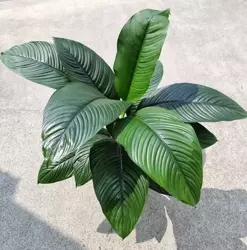 Spathiphyllum sensation 75 cm MK22/19