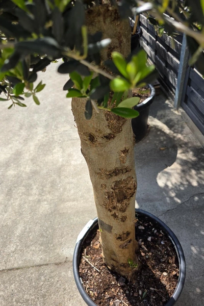 Oliwka europejska Olea europaea 160 cm gruby pień