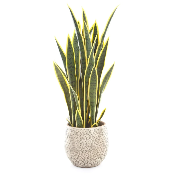 Madeira 18/18 kulista osłonka kremowa