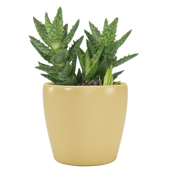 NUBIA 8 mała osłonka na kaktusy żółty wiosenny