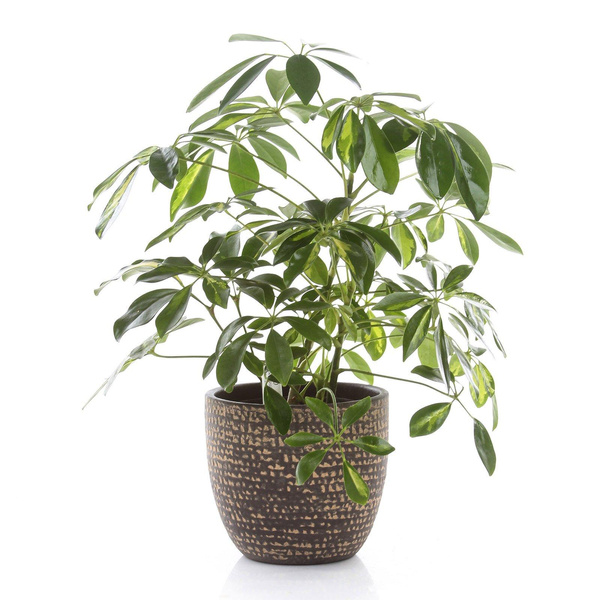 Carrie 14/12 osłonka ceramiczna brązowa tekstura