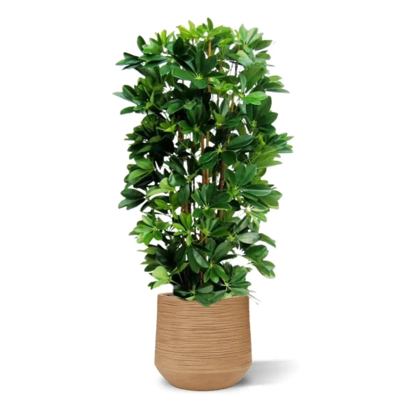 Sztuczna Schefflera gęsta na naturalnych pniach 120 cm deluxe