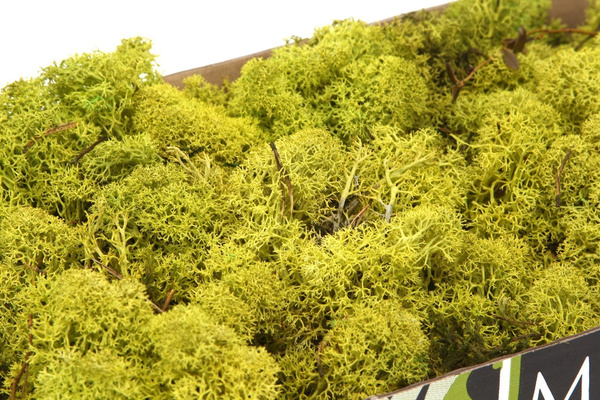 Sztuczny Mech Reniferowy chrobotek 500g jasnozielony