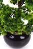 Sztuczny Bonsai Larch 48x35 w czarnej ceramicznej doniczce