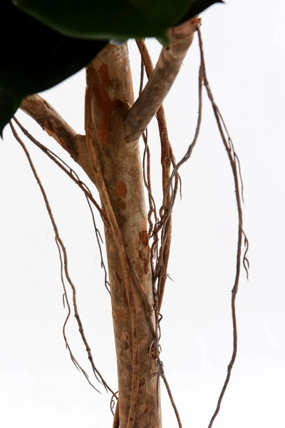 Sztuczne drzewko Fikus Elastica 155 cm 141 liści drewniany pień