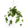 Sztuczny Filodendron Scandens wiszący 80 cm w doniczce