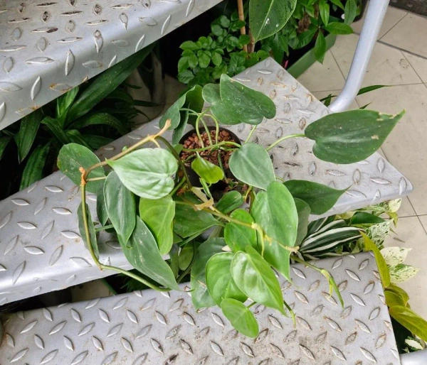 Philodendron Filodendron scandens w hydroponice MK13/12