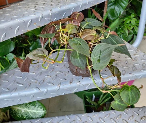 Filodendron Micans w hydroponice MK13/12