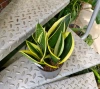 Sansevieria super flame w hydroponice 30 cm MK13/12