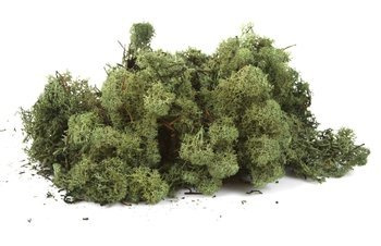 Sztuczny Mech Reniferowy chrobotek 500 g ciemnozielony