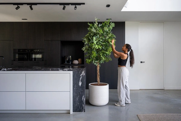 Sztuczny Fikus wysoki L 180 cm naturalny drewniany pień