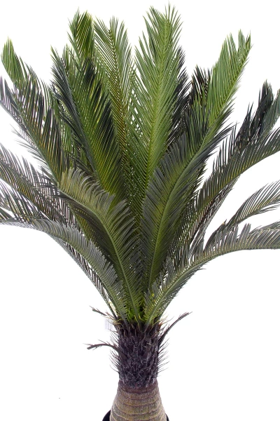 Sztuczny Cycas 150 cm