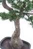 Sztuczny Bonsai Pinia 80x110 cm