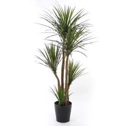 Sztuczna Dracena 160-170 cm