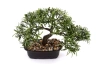 Sztuczny Bonsai Podocarpus 23x30 cm w doniczce