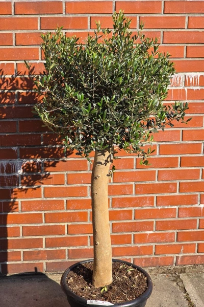 Oryginalne drzewko oliwne na grubym pniu 165 cm