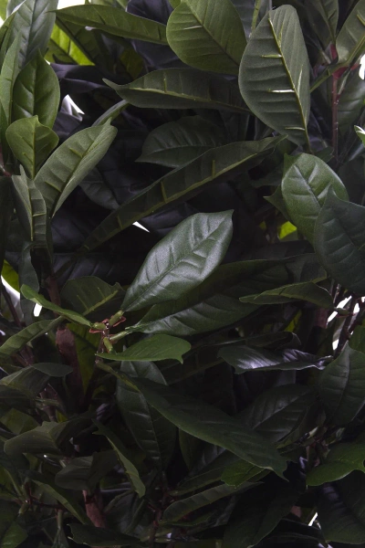 Gęsty sztuczny fikus Cyathistipula 120 cm deluxe