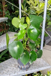 Peperomia raindrop 40 cm MK15/19 w hydroponice