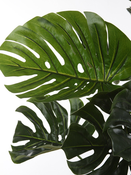 Sztuczna Monstera dziurawa deliciosa wysoka 195 cm d80 cm duże liście
