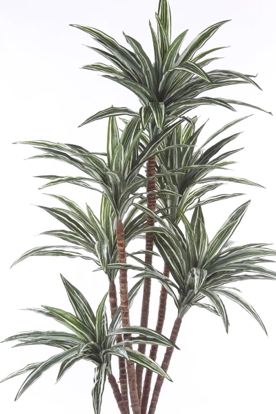 Sztuczna Dracena 150-160 cm 150 liści naturalny pień