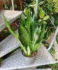 Sansevieria zeylanica w hydroponice 50 cm MK15/19