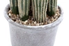 Sztuczny Kaktus San Pedro 57 cm w szarej doniczce