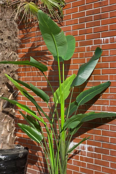 Sztuczna Strelicja nicolai wysoka 235 cm 18 liści