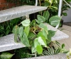 Philodendron Filodendron scandens w hydroponice MK13/12