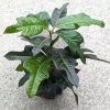 Croton variegatum petra 40 cm MK13/12
