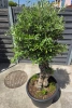 Olea europaea drzewko oliwne 180 cm 
