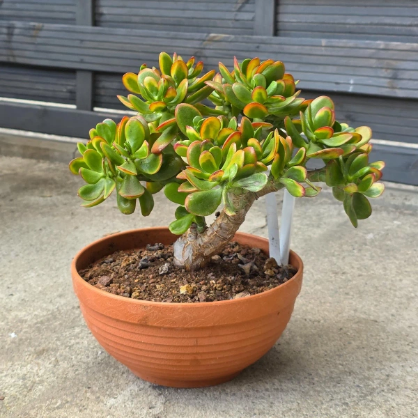 Crassula ovata sunset 30 cm krasula