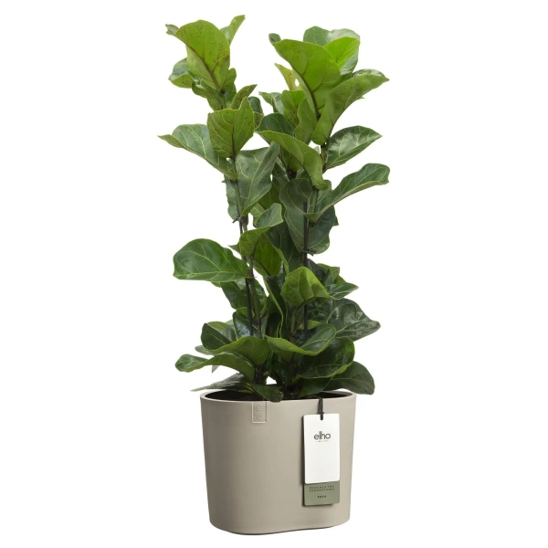 Eden 25 donica soft taupe organiczny kształt