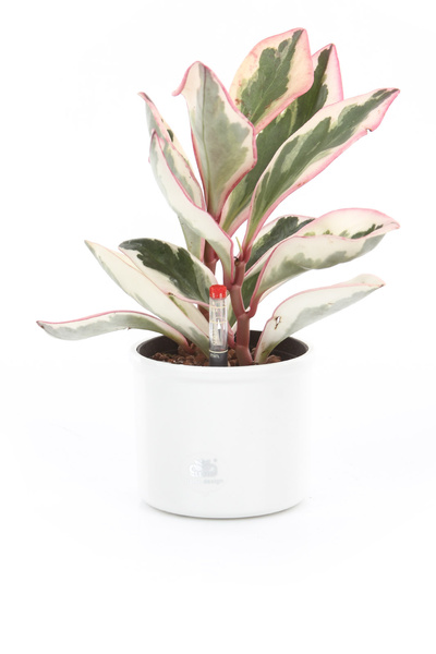 Zestaw do hydroponiki 9/7 osłonka Corona srebrna wkład wskaźnik