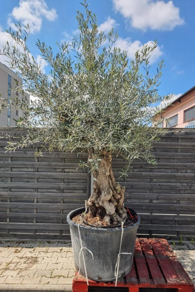 Drzewo oliwne wysokie Oliwka europejska 260 cm oryginalny pień
