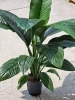 Spathiphyllum sensation 75 cm MK22/19
