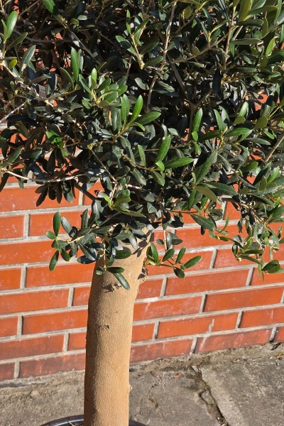 Oryginalne drzewko oliwne na grubym pniu 165 cm