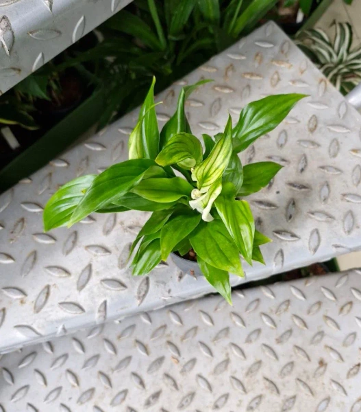 Skrzydłokwiat Pearl Cupido MK9/7 w hydroponice