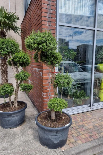 Drzewo oliwne sylvestris bonsai 180 cm