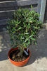 Drzewko oliwne 90 cm gęsta korona