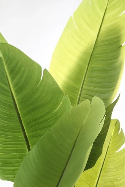 Sztuczna Strelicja nicolai wysoka 180 cm 13 liści