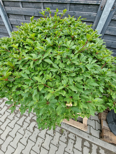 Enkiant dzwonkowaty Enkianthus campanulatus Ball 110 cm d60