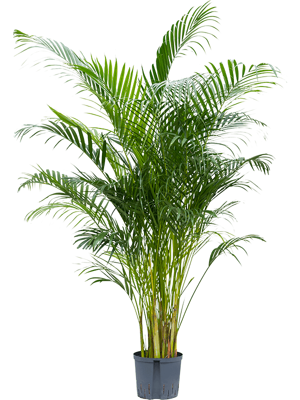 Areka żółtawa(Areca lutescens) 150 cm MK22/19