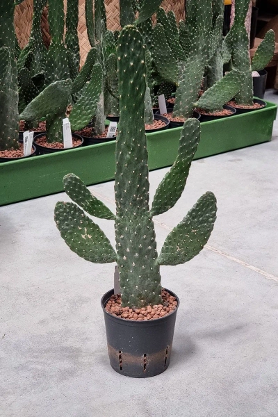 Opuncja consolea 45 cm MK13/12 w hydroponice